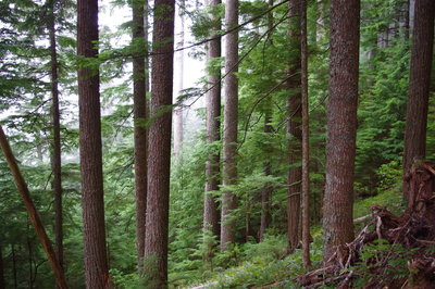 Heading through the tall firs on Boulder Ridge. Photo by John Sparks.