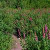 Wildflowers on the trail around Burnt Lake. Photo by Gene Blick.