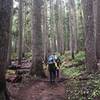 Climbers ascend the trail through the forest towards Camp Schurman.