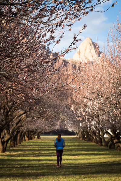 Frolicking through Fruita's famous orchards beside the Fremont River Trail.