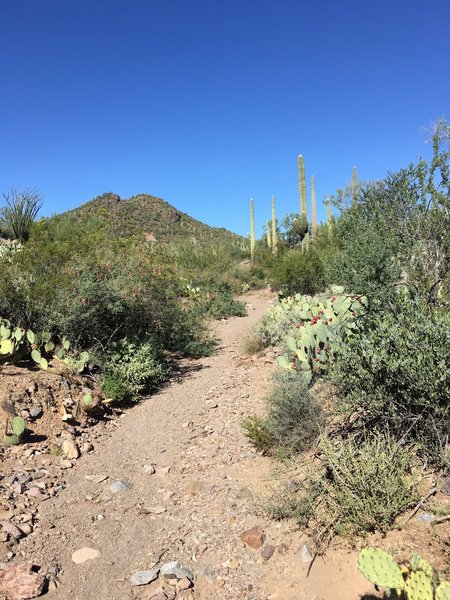 The eastern portion of the Coyote Pass Trail is in a narrow wash.