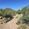 The eastern portion of the Coyote Pass Trail is in a narrow wash.