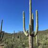 Forest of saguaros.