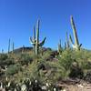 No Gila Monsters in this photo, but plenty of desert life.