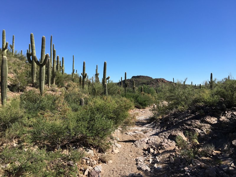 View of the trail and surrounding desert.