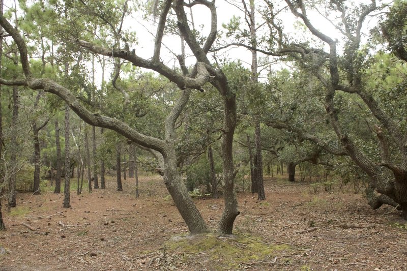 The forest trail.