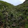 Cacti on the first section of the canyon.