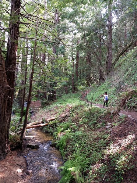 The trail continues through the forest along the creek.