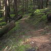 Lots of moss on the lower elevation part of Cast Creek Trail.  Photo USFS.