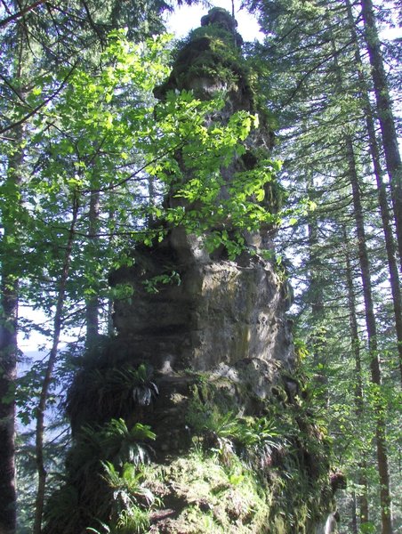 Some of the unusual fern covered volcanic breccia pinnacles to be found on Castle Canyon.  Photo by USFS.