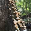 This is just one example of some stunning fungus specimens along the trails here.