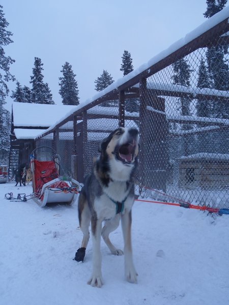 Excited to get on the road, Denali National Park. Photo Credit: NPS Photo.