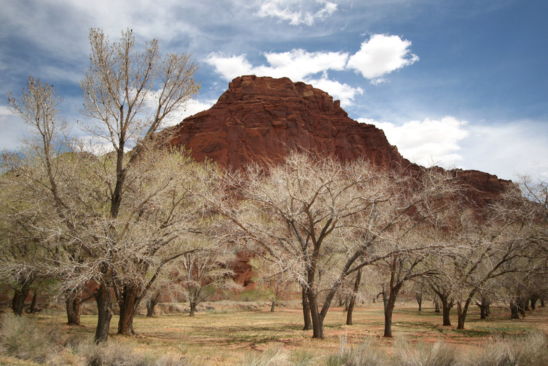 Cottonwood trees at Fruita. with permission from Nick Terrett