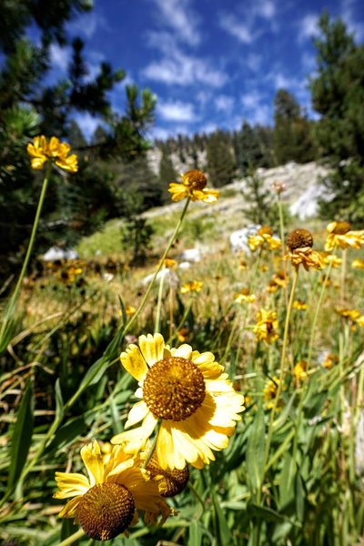 Trail flowers.