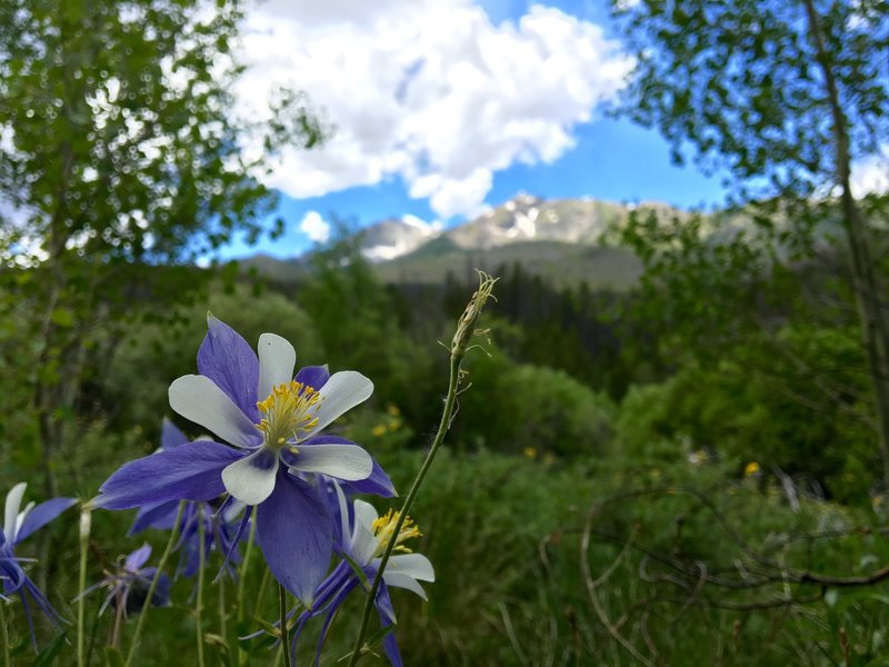 View of Tenmile Peak and Peak 4 from the trail. Roses and Columbine are a plenty here.