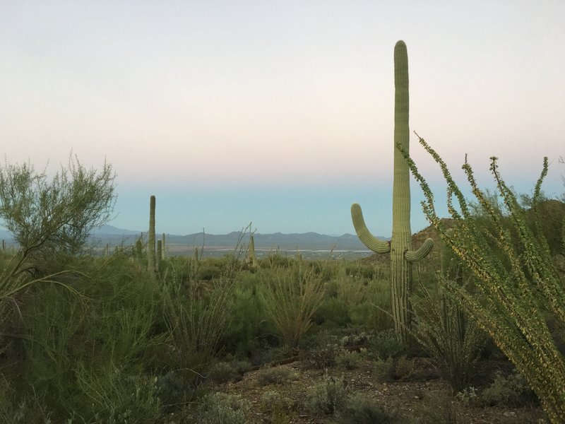 Early morning on the Gould Mine Trail looking into Avra Valley.