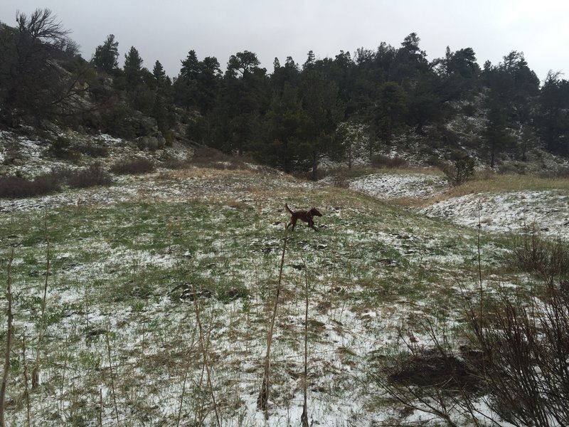 Puppy enjoying a romp in the snow off Mosca Pass Trail.