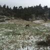 Puppy enjoying a romp in the snow off Mosca Pass Trail.