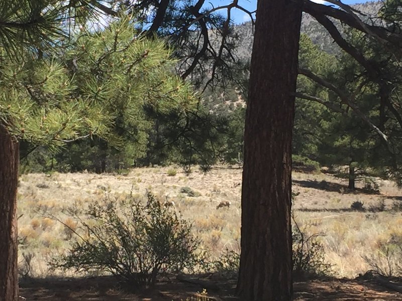 Deer grazing off Sand Ramp Trail.