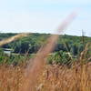 Through the grass - Chippewa Moraine State Recreation Area. with permission from Aaron Carlson