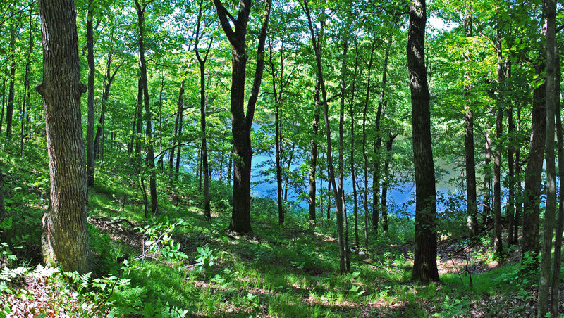 Horseshoe Lake peeks out between the trees on the trail. with permission from Aaron Carlson