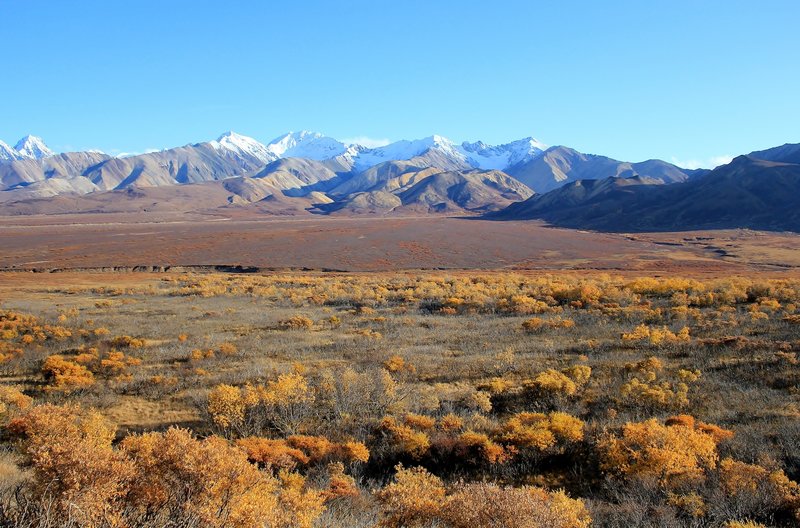 Fall Vista, Denali National Park. with permission from David Broome