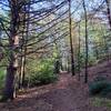 What the trail looks like in the fall.