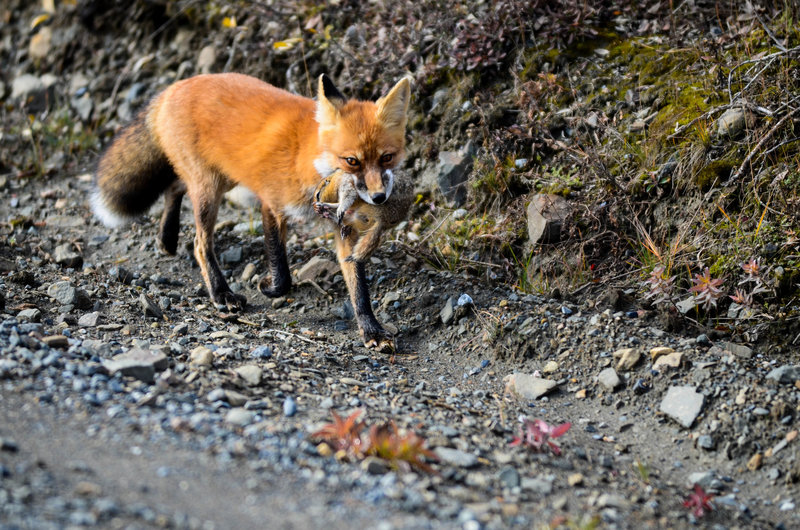 Hungry fox.