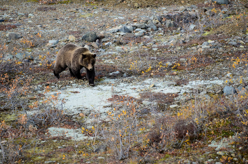 Bear in a dry stream.