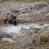 Bear in a dry stream.