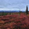 Morning view of the cloudy Alaska Range. with permission from David Broome