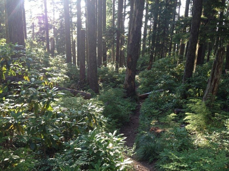 Rhododendrons are blooming early summer. Photo by Jesse Aszman.