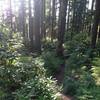 Rhododendrons are blooming early summer. Photo by Jesse Aszman.