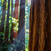 Sunlight filtering in the redwoods.