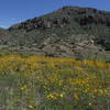 Fall wildflowers in Cabra Canyon looking northeast towards Guaje Mountain.