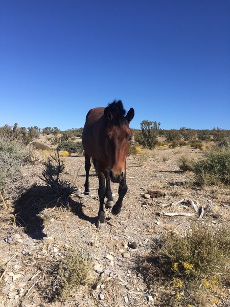 Wild horses at the trailhead.