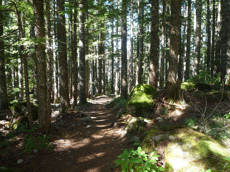 Douglas Trail east of the rock quarry near its intersection with McIntyre Ridge Trail. Photo by Maier.