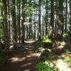 Douglas Trail east of the rock quarry near its intersection with McIntyre Ridge Trail. Photo by Maier.