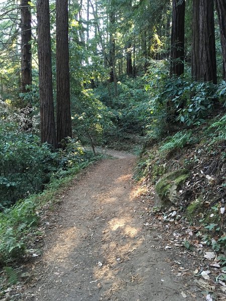 Tie Camp Trail through the redwoods.