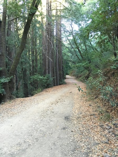 On the way up Merry-Go-Round Trail.