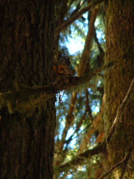 Squirrel in the Hoh Rainforest.