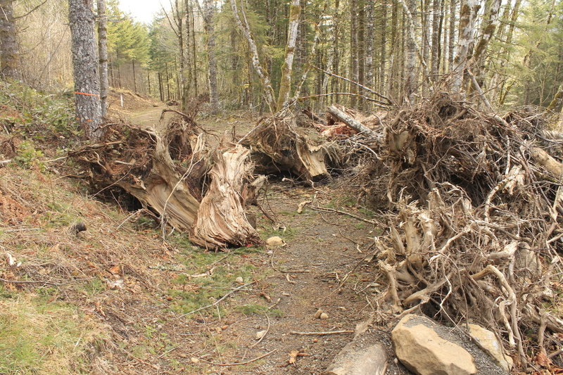 This is near the Eagle Creek trailhead along Harvey Road. Walk behind these down an old road until it turns to a trail.