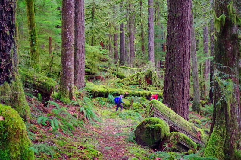 The large trees, moss carpet and ferns depict an old growth forest. Photo by Gene Blick.