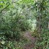 Rhododendrons lining the Table Rock Trail.