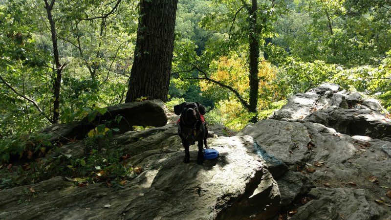 Mr. Cole checks out the rocks near Lovers Leap.