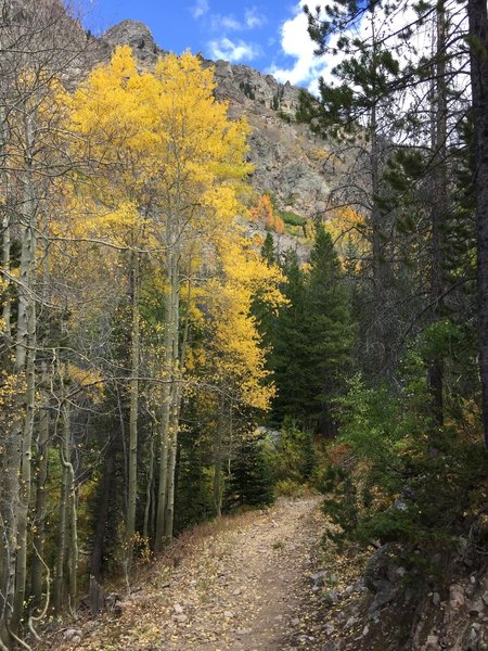 Aspens along the Kelly Lake Trail.