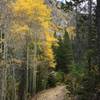 Aspens along the Kelly Lake Trail.