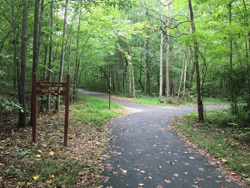 North & South Mercer Lake Loop Trails intersection. Keep left to follow South Trail. You'll return on the North Trail.