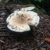 Mushrooms at trail's edge.