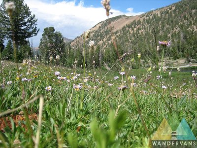 Wildflowers and lake.